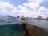 初心者専門宮古島シュノーケリングツアーに投稿された画像（2024/6/4）