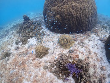 初心者専門宮古島シュノーケリングツアーに投稿された画像（2024/6/4）