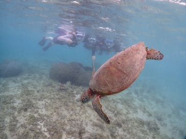 初心者専門宮古島シュノーケリングツアーに投稿された画像（2024/6/4）