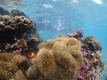 初心者専門宮古島シュノーケリングツアーに投稿された画像（2024/6/4）