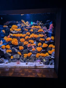 大分マリーンパレス水族館 「うみたまご」に投稿された画像（2024/6/4）