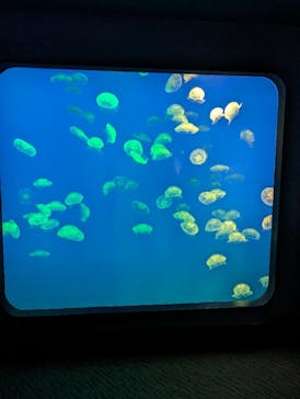 大分マリーンパレス水族館 「うみたまご」に投稿された画像（2024/6/4）