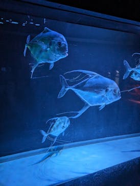 大分マリーンパレス水族館 「うみたまご」に投稿された画像（2024/6/4）