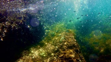 ダイブハウス富戸に投稿された画像（2024/6/4）