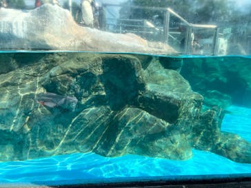 東武動物公園に投稿された画像（2024/6/4）