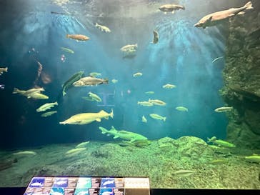 サケのふるさと 千歳水族館に投稿された画像（2024/6/4）