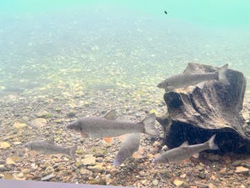 サケのふるさと 千歳水族館に投稿された画像（2024/6/4）