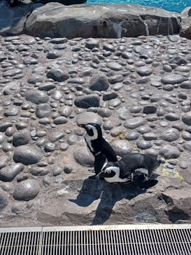 横浜・八景島シーパラダイスに投稿された画像（2024/6/4）