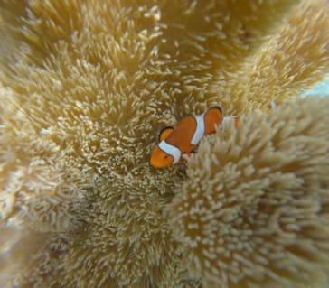 オースリーシュノーケル宮古島に投稿された画像（2024/6/4）