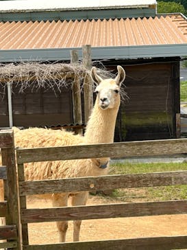 秋吉台自然動物公園 サファリランドに投稿された画像（2024/6/4）