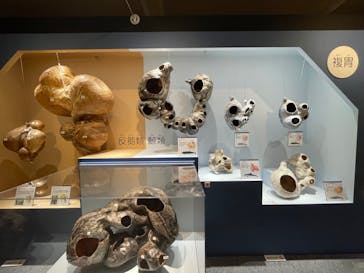 特別展「大哺乳類展３－わけてつなげて大行進」に投稿された画像（2024/6/4）