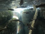 世界淡水魚園水族館　アクア・トトぎふに投稿された画像（2024/6/4）