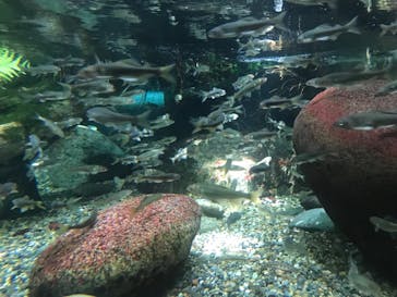 世界淡水魚園水族館　アクア・トトぎふに投稿された画像（2024/6/4）