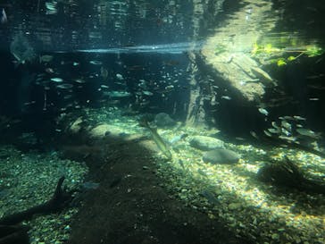 世界淡水魚園水族館　アクア・トトぎふに投稿された画像（2024/6/4）