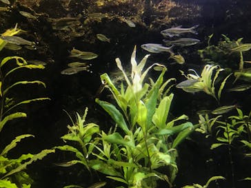 世界淡水魚園水族館　アクア・トトぎふに投稿された画像（2024/6/4）