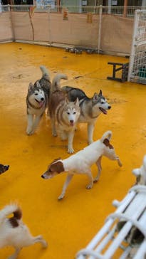 つくばわんわんランドに投稿された画像（2024/6/4）