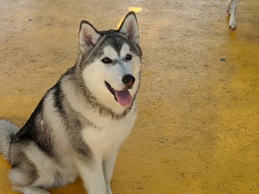 つくばわんわんランドに投稿された画像（2024/6/4）