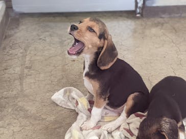 つくばわんわんランドに投稿された画像（2024/6/4）