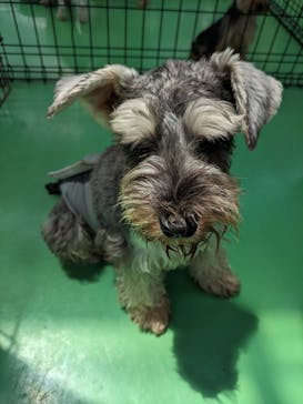 つくばわんわんランドに投稿された画像（2024/6/4）