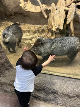 神戸どうぶつ王国に投稿された画像（2024/6/4）