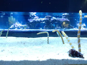 すみだ水族館に投稿された画像（2024/5/30）