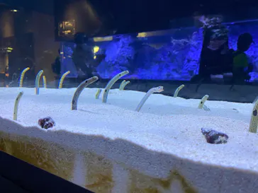 すみだ水族館に投稿された画像（2024/6/4）