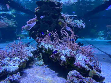 すみだ水族館に投稿された画像（2024/6/4）