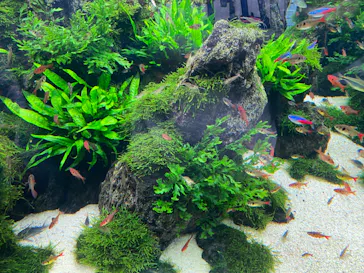 すみだ水族館に投稿された画像（2024/6/4）