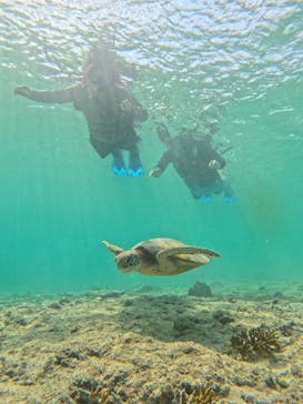 宮古島 ADVENTURE PiPi（ミヤコジマ アドベンチャー ピピ）に投稿された画像（2024/6/4）