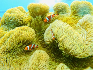 宮古島 ADVENTURE PiPi（ミヤコジマ アドベンチャー ピピ）に投稿された画像（2024/6/4）