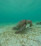 nico 宮古島に投稿された画像（2024/6/4）