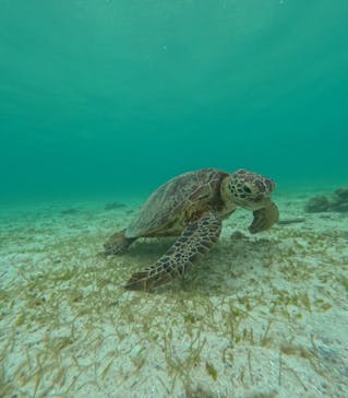 nico 宮古島に投稿された画像（2024/6/4）