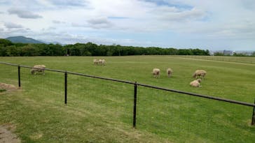 さっぽろ羊ヶ丘展望台に投稿された画像（2024/6/4）