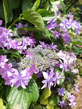 横浜イングリッシュガーデンに投稿された画像（2024/6/4）