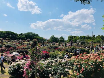 京成バラ園に投稿された画像（2024/6/4）