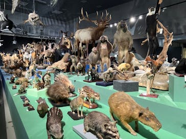 特別展「大哺乳類展３－わけてつなげて大行進」に投稿された画像（2024/6/4）