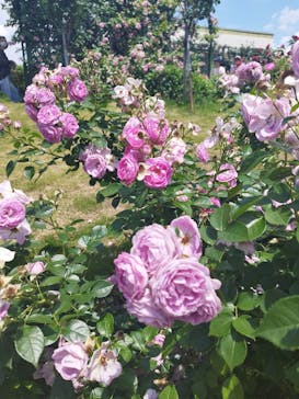 京成バラ園に投稿された画像（2024/6/4）