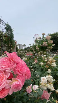 ひらかたパークに投稿された画像（2024/6/5）