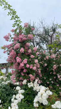 ひらかたパークに投稿された画像（2024/6/5）