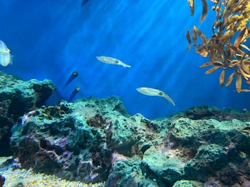 サンシャイン水族館に投稿された画像（2024/6/5）