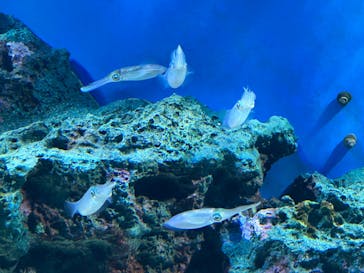サンシャイン水族館に投稿された画像（2024/6/5）