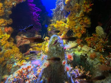 サンシャイン水族館に投稿された画像（2024/6/5）