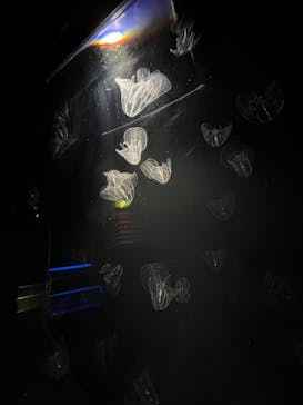 沖縄美ら海水族館に投稿された画像（2024/6/5）