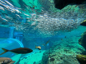 沖縄美ら海水族館に投稿された画像（2024/6/5）