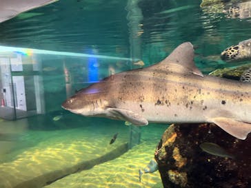 沖縄美ら海水族館に投稿された画像（2024/6/5）