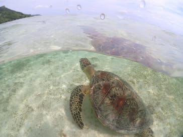 初心者専門宮古島シュノーケリングツアーに投稿された画像（2024/6/5）