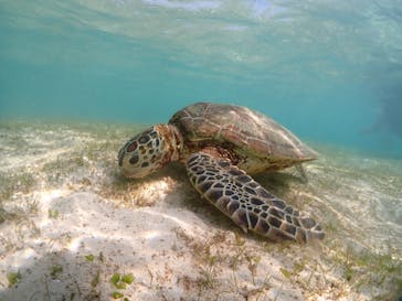 宮古島マリンショップSmileyに投稿された画像（2024/6/5）