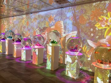 NARA KINGYO MUSEUMに投稿された画像（2024/6/5）