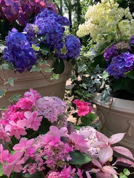 横浜イングリッシュガーデンに投稿された画像（2024/6/5）