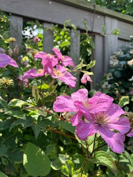 横浜イングリッシュガーデンに投稿された画像（2024/6/5）